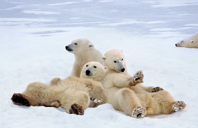 Polar bears by Steve Bloom